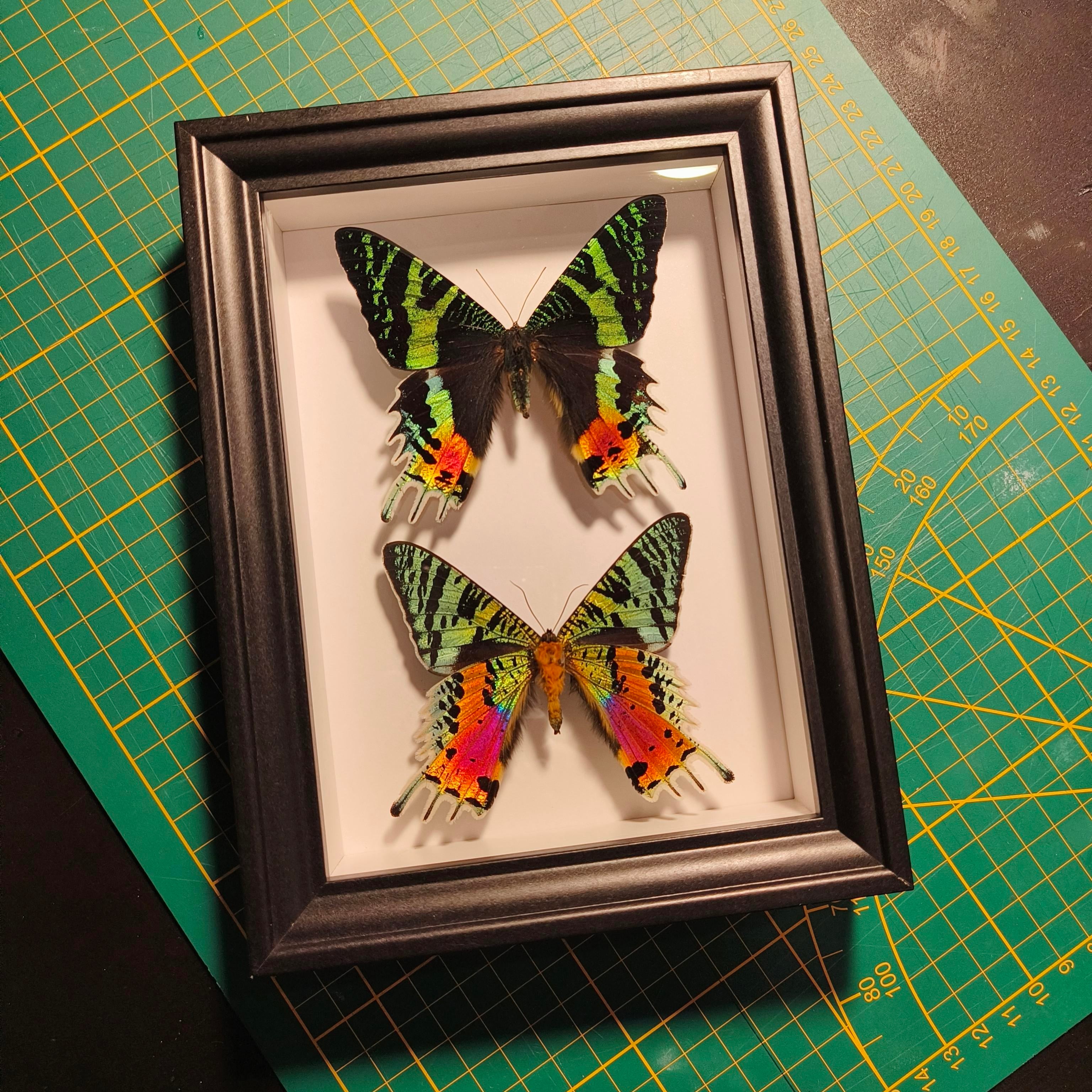 Commande personnalisée (6 cadres)