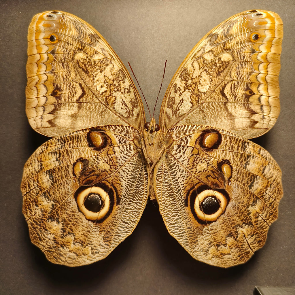 Premium - Caligo eurilochus