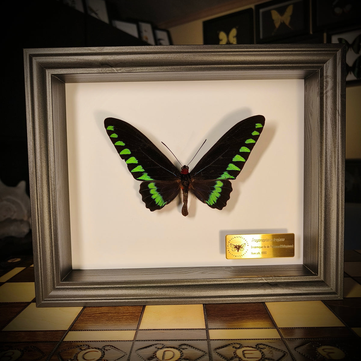 Premium : Trogonoptera trojana