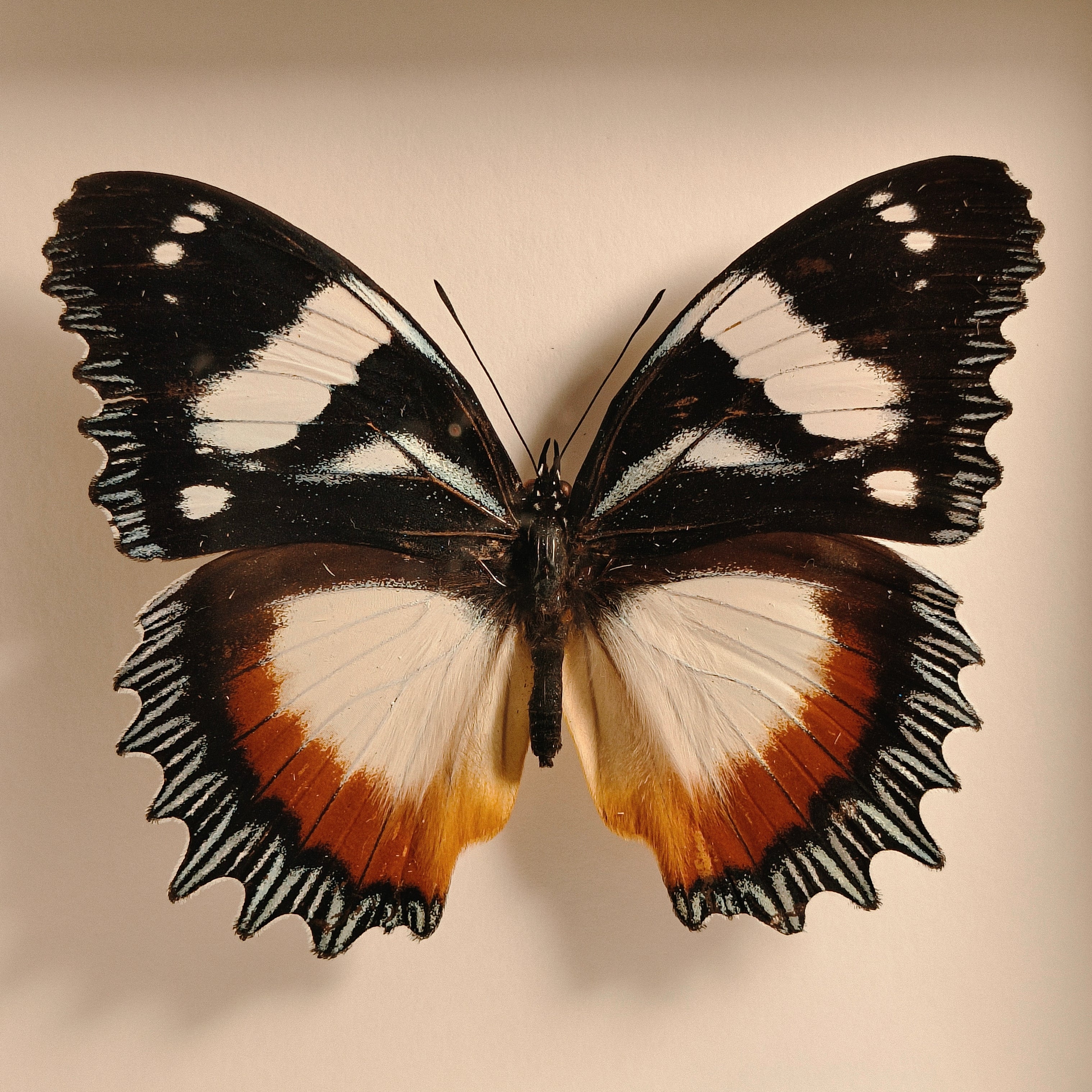Hypolimnas dexithea