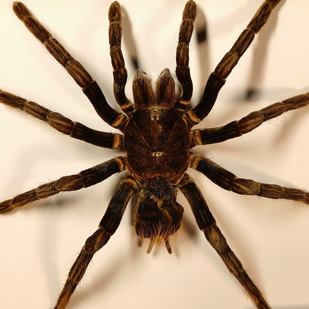 Premium - Pamphobeteus antinous