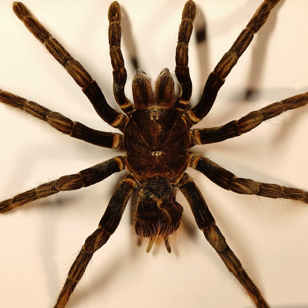 Premium - Pamphobeteus antinous