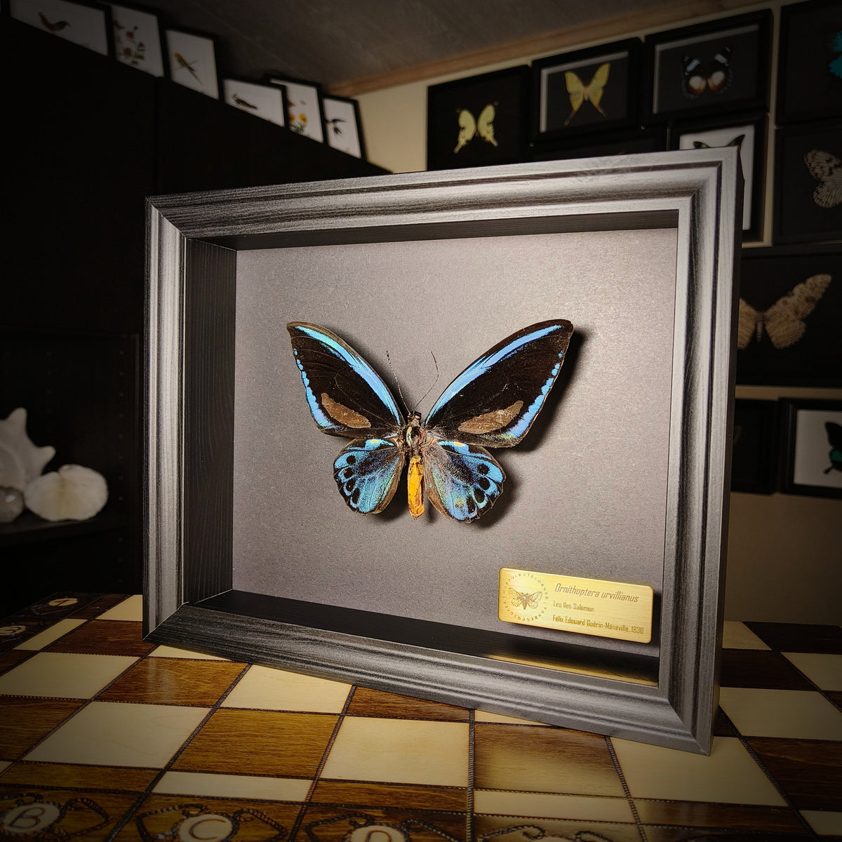 Ornithoptera urvillianus (Pièce unique)