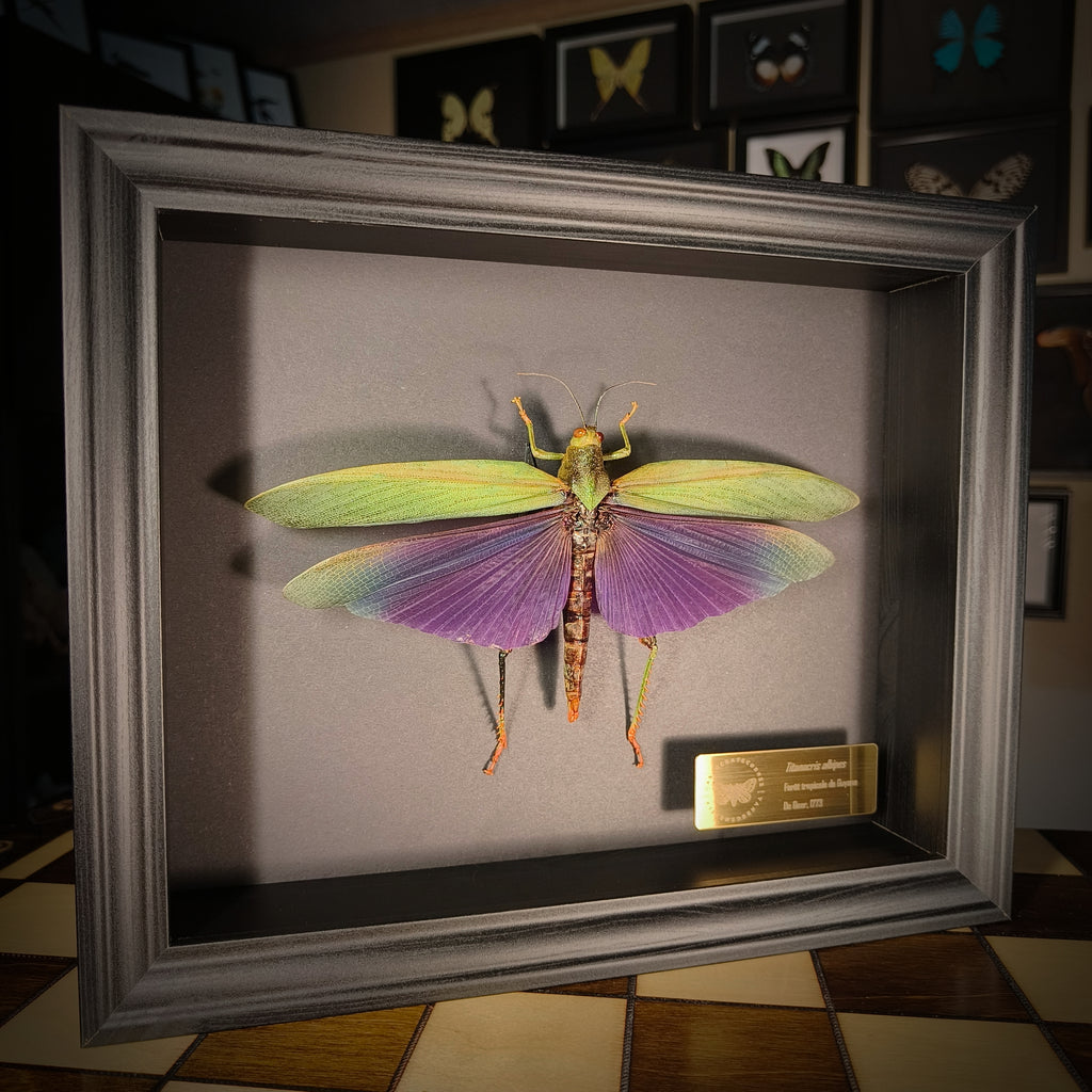 Premium - Titanacris albipes