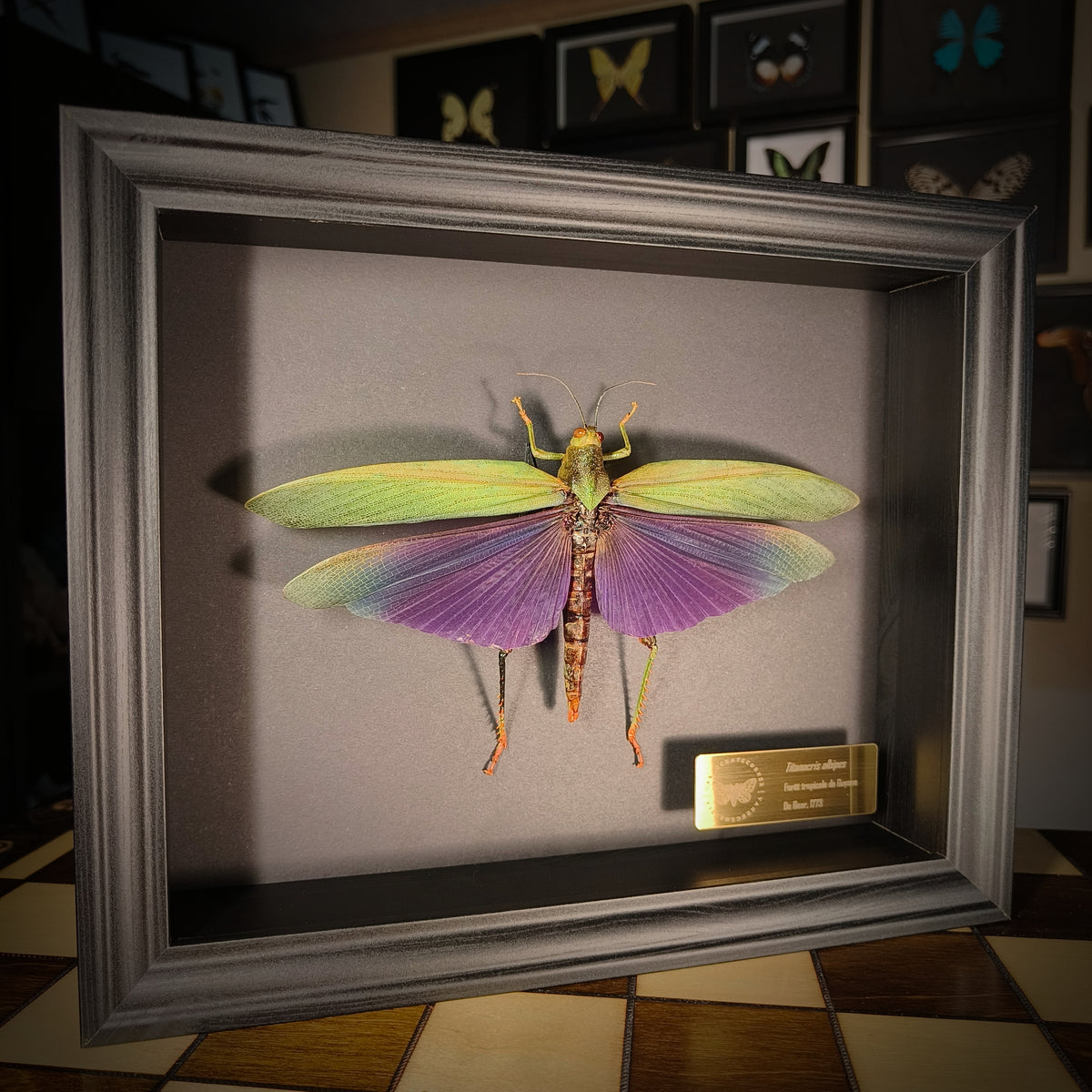 Premium - Titanacris albipes