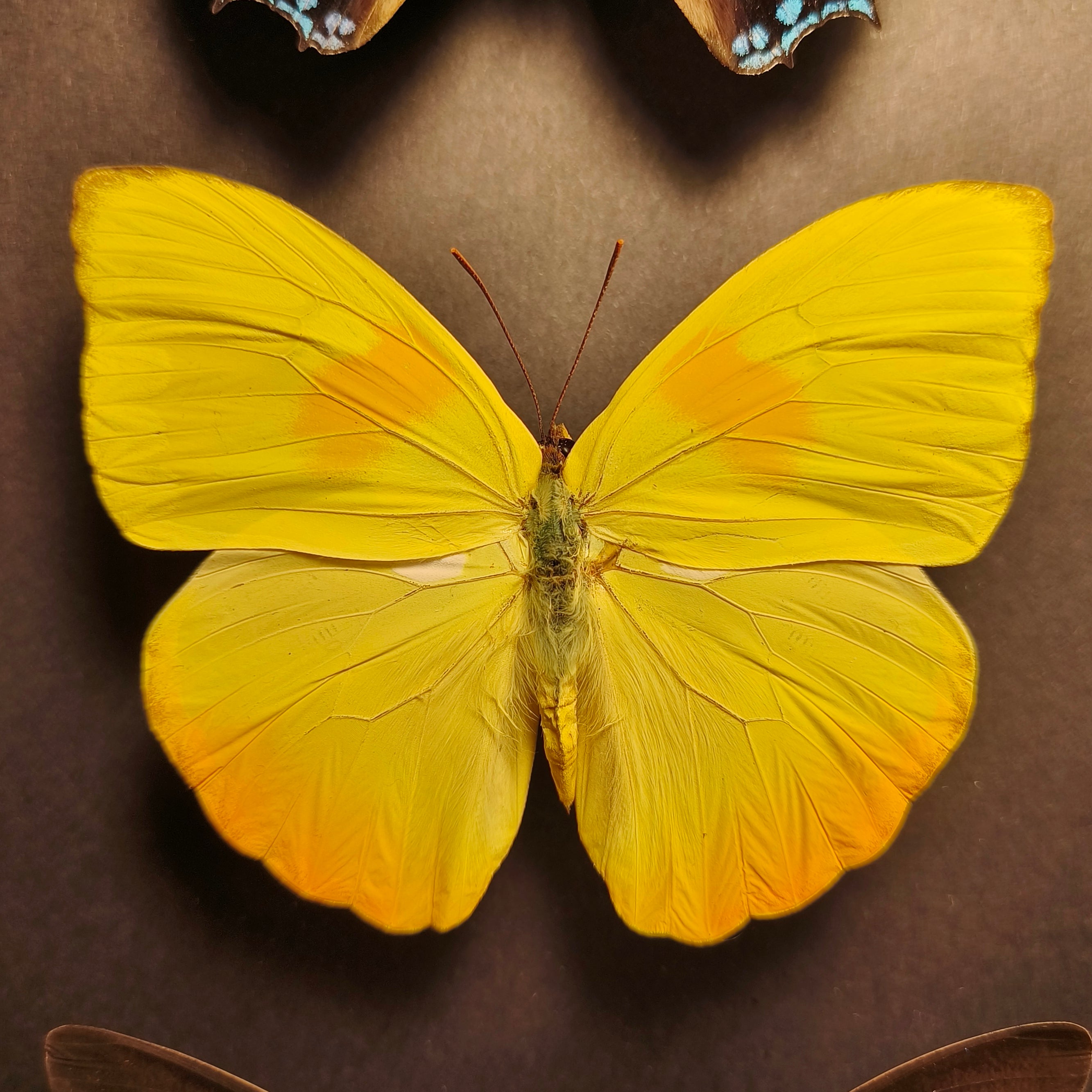 Premium - Charaxes ameliae, Phoebis philea, Archaeoprepona meander